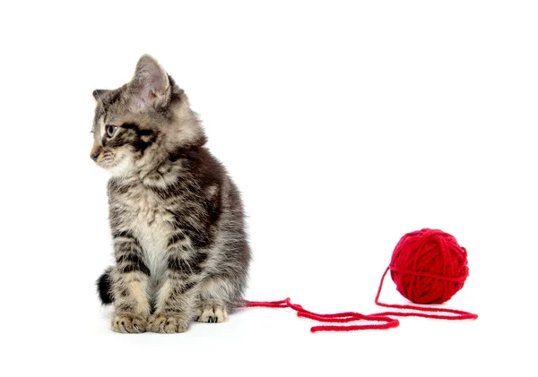 Tabby kitten with yarn — Stock Photo, Image