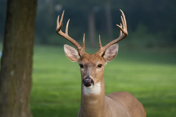 Velké whitetailed jelenů buck — Stock fotografie
