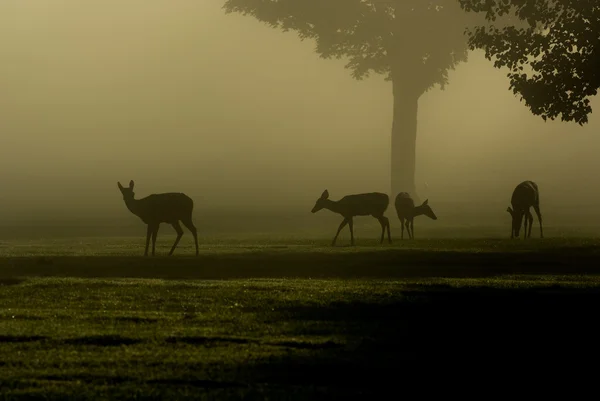 Weißschwanzhirsche an nebligem Morgen — Stockfoto