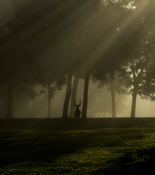 Cerf de Virginie buck sur le matin brumeux — Photo