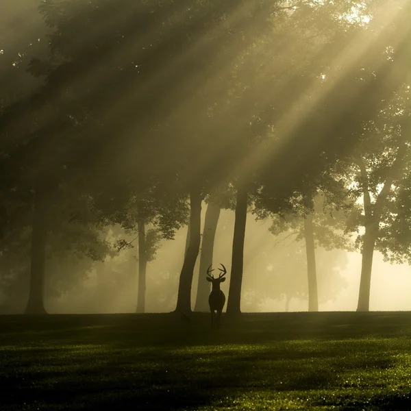 Cerf de Virginie buck sur le matin brumeux — Photo
