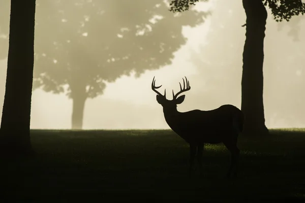 Cervo dalla coda bianca buck su nebbia mattina — Foto Stock