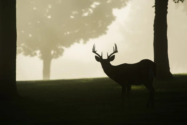 Jeleń buck mglisty poranek — Zdjęcie stockowe