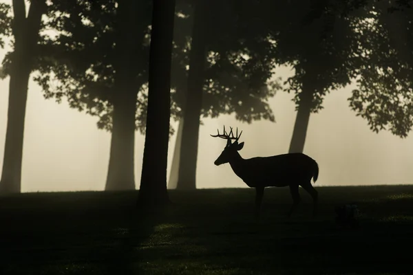 Jeleń buck mglisty poranek — Zdjęcie stockowe