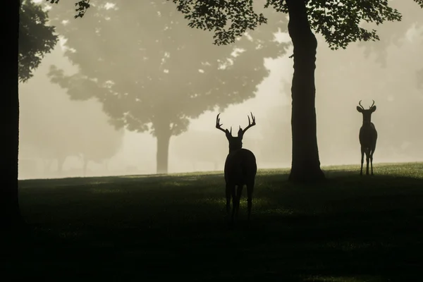 Cervo dalla coda bianca buck su nebbia mattina — Foto Stock