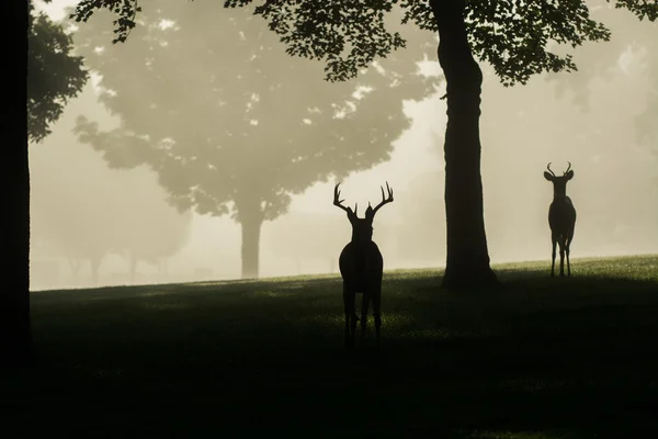 White-tailed deer buck on foggy morning — Stock Photo, Image