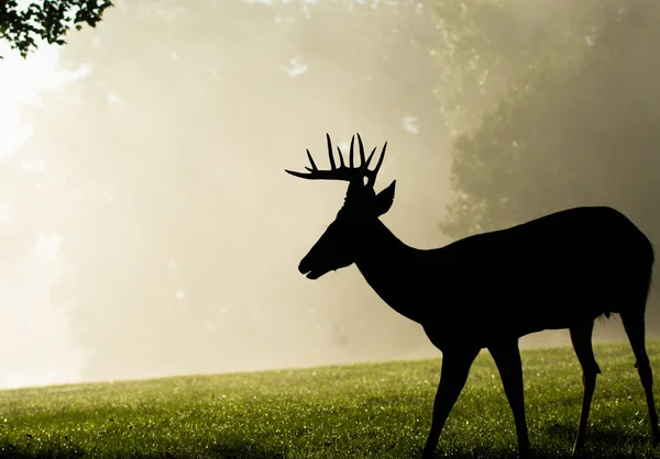 Jeleń buck mglisty poranek — Zdjęcie stockowe