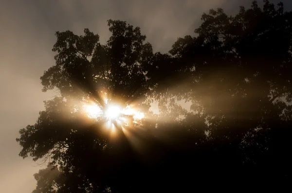 Mattina nebbiosa — Foto Stock