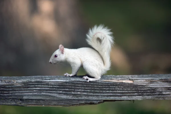 Scoiattolo bianco su ringhiera in legno — Foto Stock