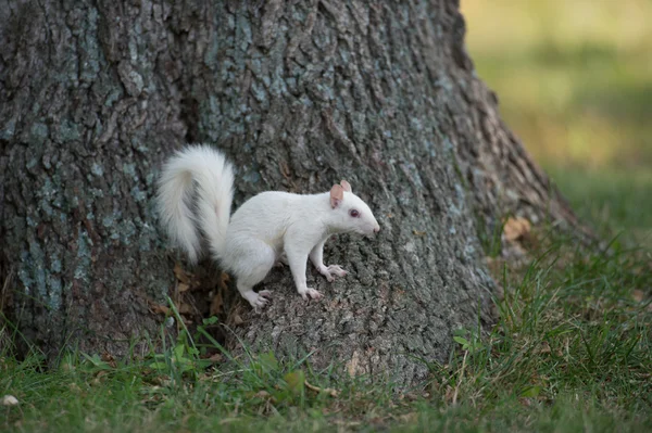 Ardilla blanca en un árbol — Foto de Stock