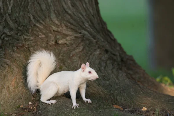 Eichhörnchen in Olney — Stockfoto