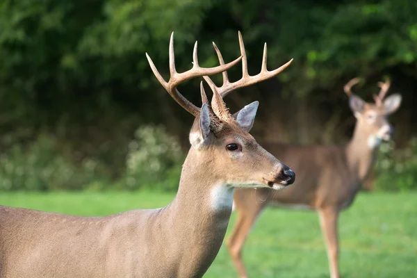 Duże whitetailed jelenie buck — Zdjęcie stockowe