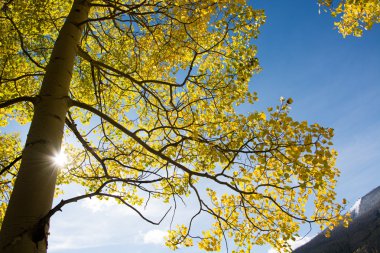 kavak ağacı ve mavi gökyüzü