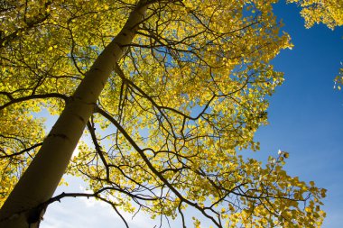 kavak ağacı ve mavi gökyüzü