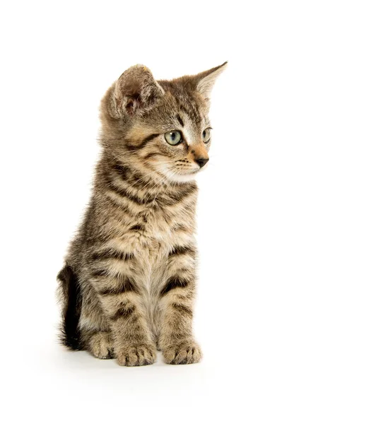 Carino gattino tabby — Foto Stock