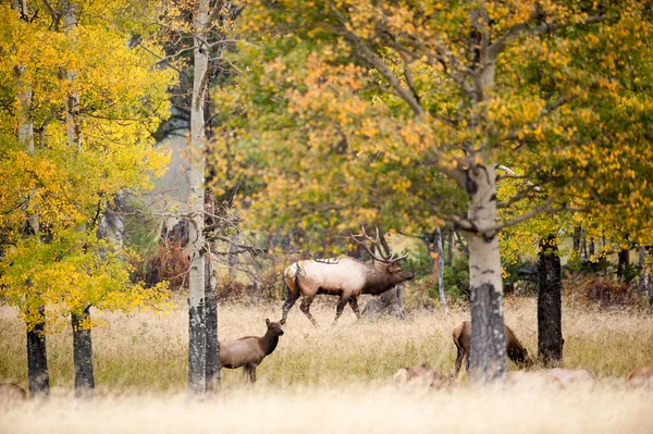 North American elk — Stock Photo, Image