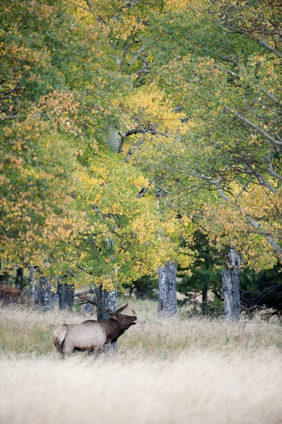 Wapiti d'Amérique du Nord — Photo