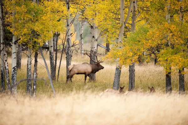 Wapiti d'Amérique du Nord — Photo