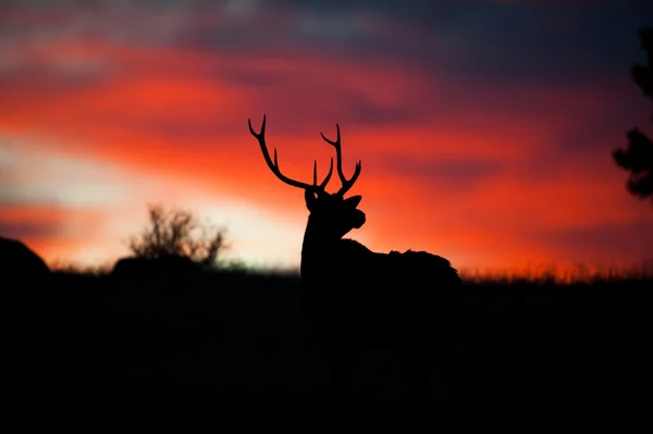 Elk Silhouette — Stock Photo, Image