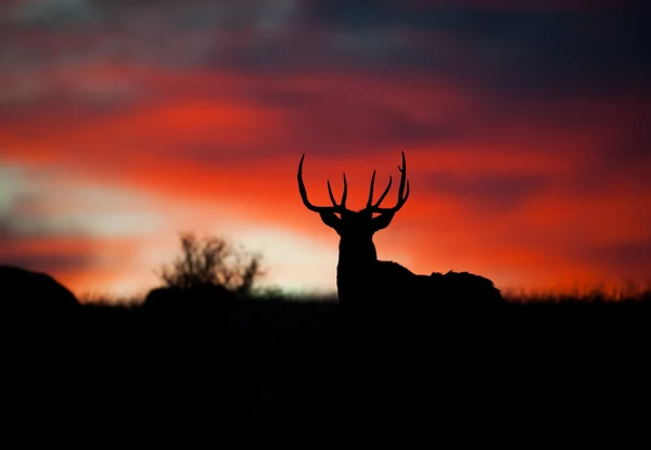 Elk Silhouette — Stock Photo, Image