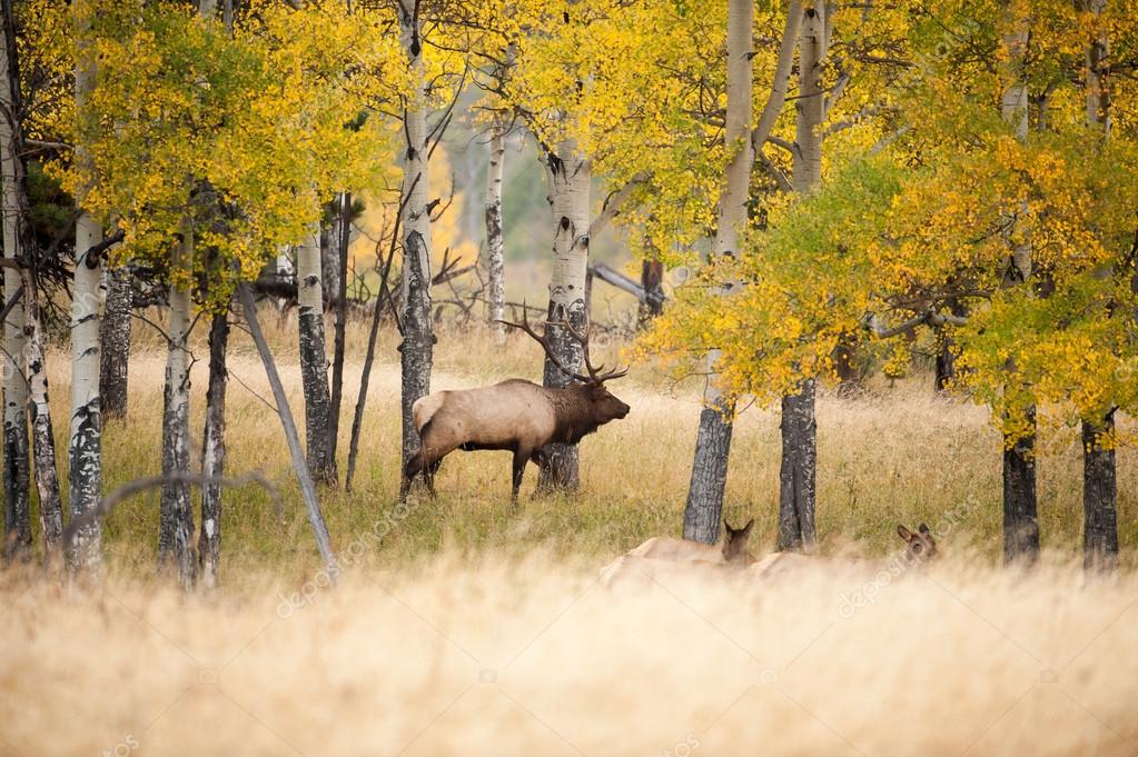 North American elk Stock Photo by ©EEI_Tony 58518545