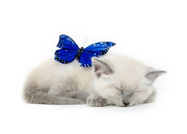Mavi kelebek ve yavru kedi
