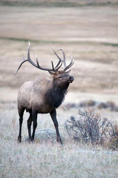 Wapiti d'Amérique du Nord — Photo