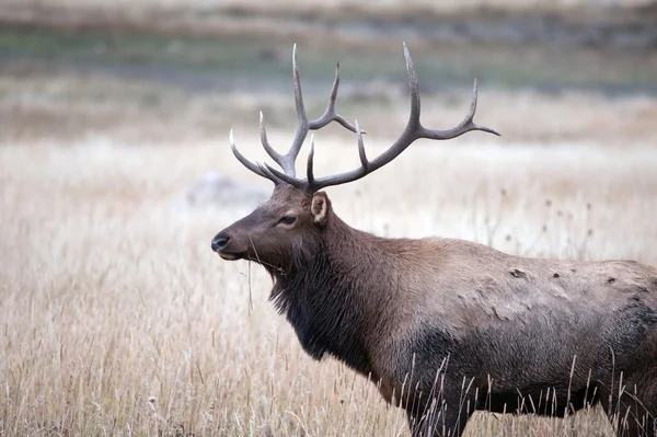 North American elk — Stockfoto