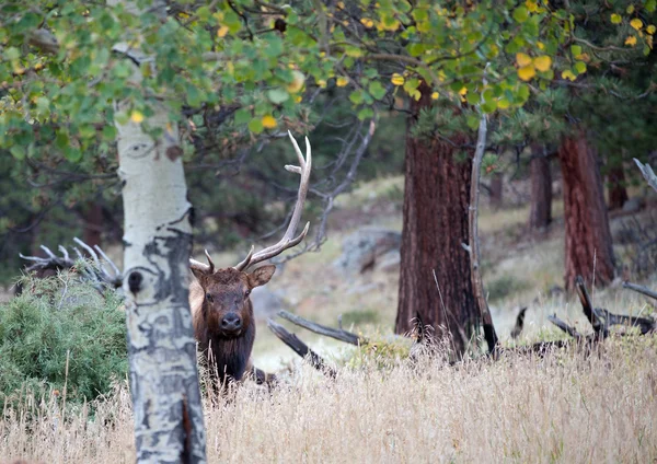 North American elk — Stock Photo, Image