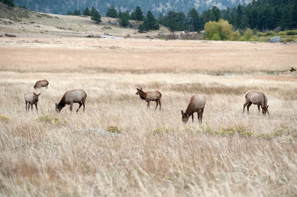 North American elk cow — Stock Photo, Image