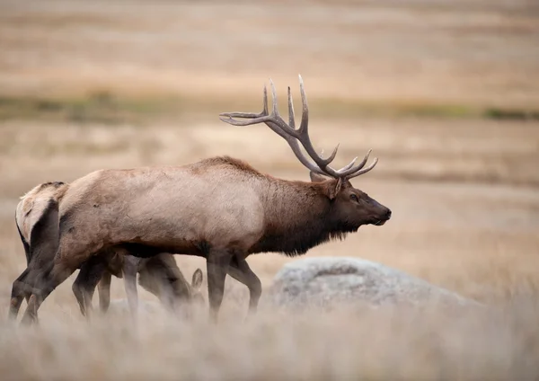 Vache wapiti nord-américaine — Photo