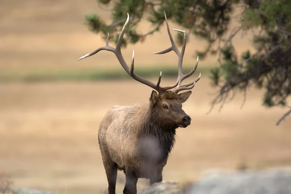 North American elk — Stockfoto