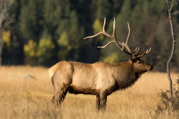 North American elk — Φωτογραφία Αρχείου