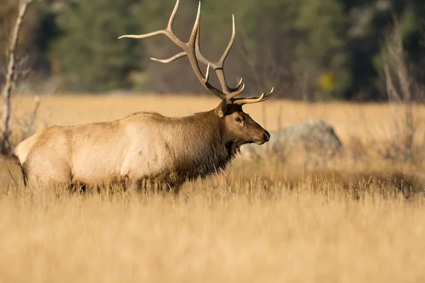 North American elk — Stockfoto