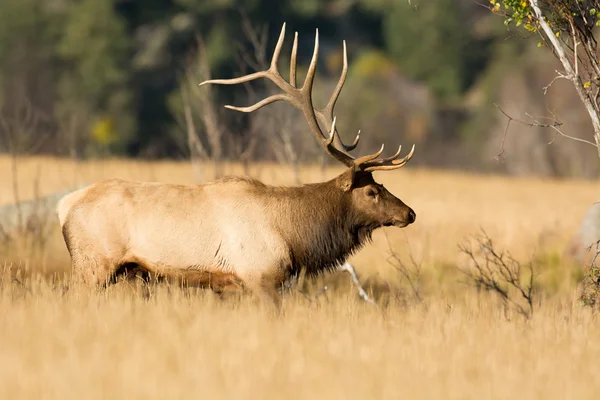 North American elk — Stock Photo, Image