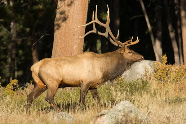 North American elk — Stock Photo, Image