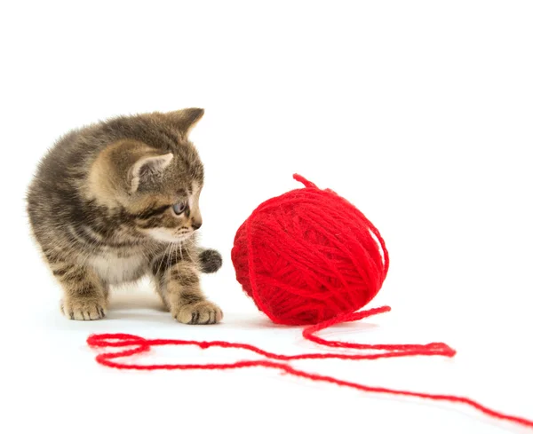 Cute tabby kitten and yarn — Stock Photo, Image