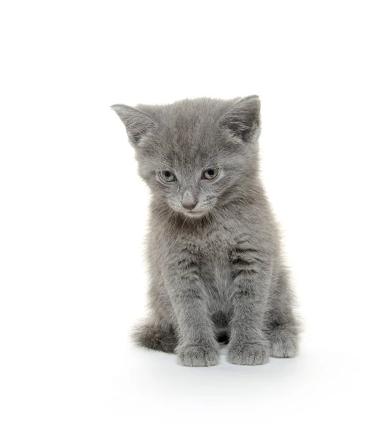 Gatinho cinzento bonito — Fotografia de Stock