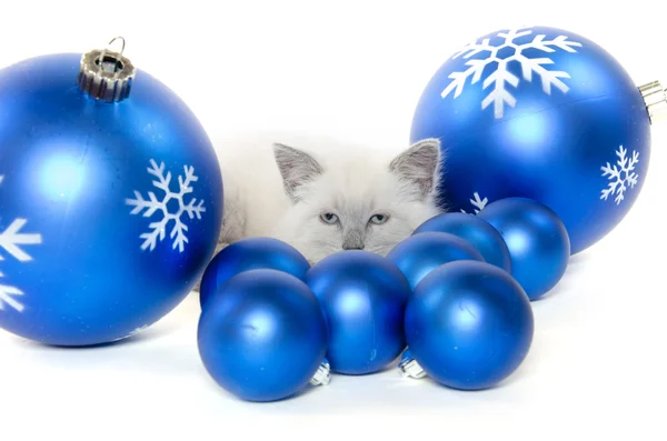 Симпатичные котята и рождественские украшения — стоковое фото