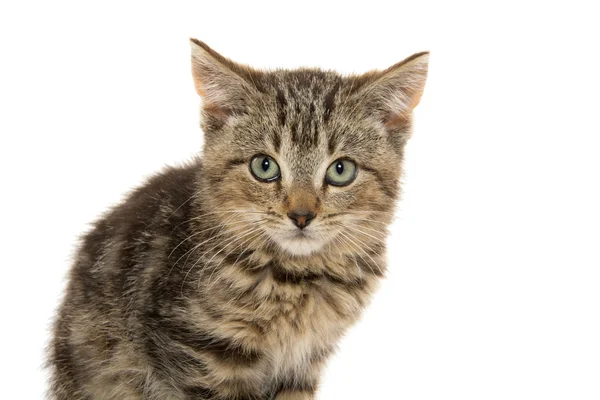 Cute tabby kitten — Stock Photo, Image