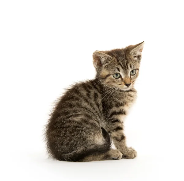 Söta tabby kiten — Stockfoto