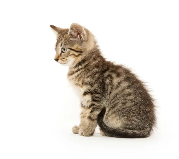 Söta tabby kiten — Stockfoto