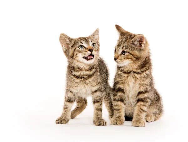 Dois gatinhos de mesa — Fotografia de Stock