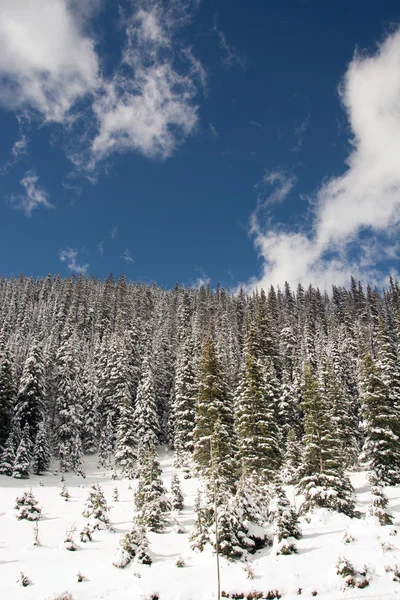 Schneebedeckte Bäume — Stockfoto