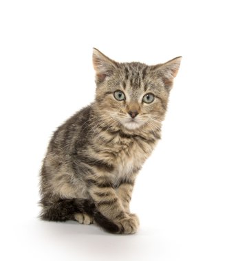 şirin tabby yavru kedi