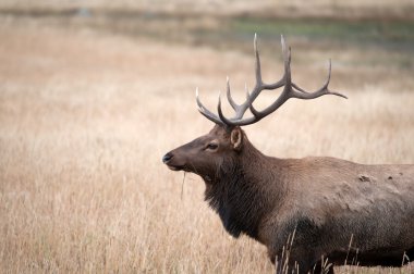 North American elk  clipart