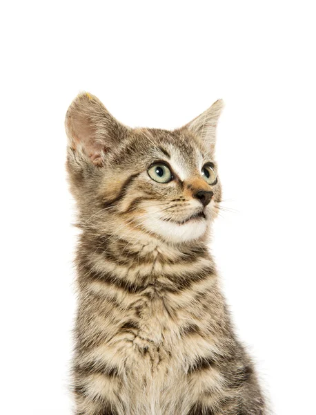 Schattig tabby kiten — Stockfoto