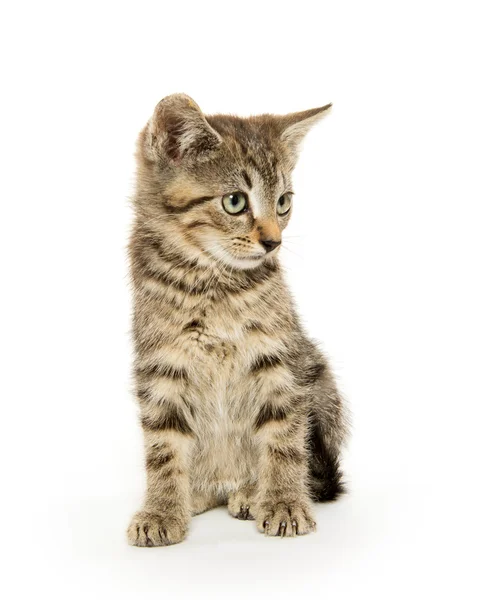 Carino gattino tabby — Foto Stock