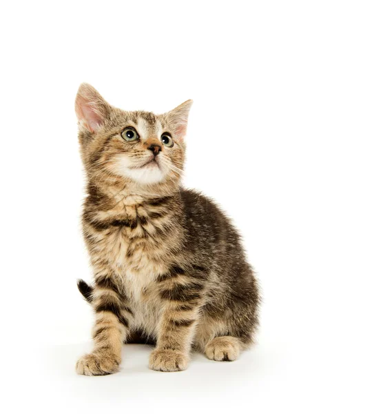 Schattig tabby kiten — Stockfoto