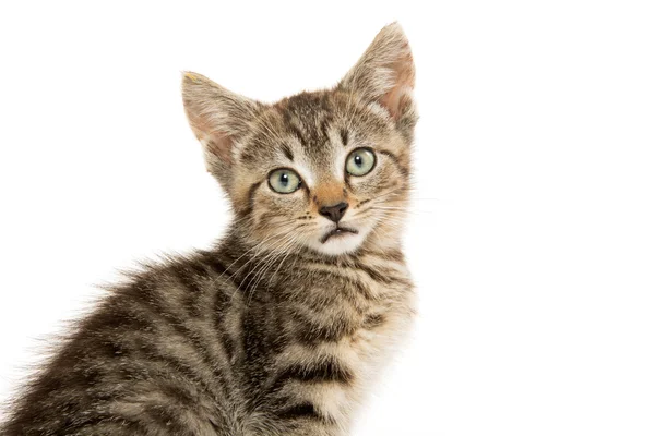 Carino gattino tabby — Foto Stock